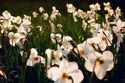 Close-up of white flowering plants
