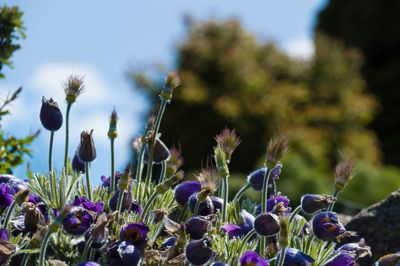 Close-up of purple flowers