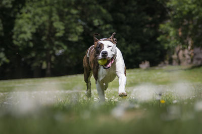 Dog running in park