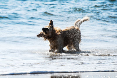Dog shaking off water in sea