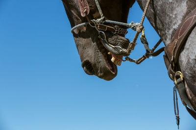 Low angle view of horse