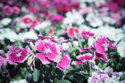 Close-up of pink flowering plants