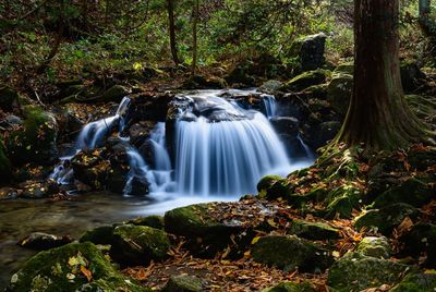 Scenic view of waterfall in forest