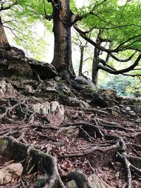 Low angle view of trees growing in forest