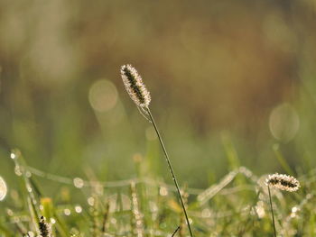 Close-up of plant growing on field