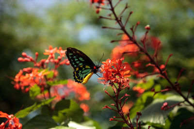 Close-up of butterfly pollinating on flower