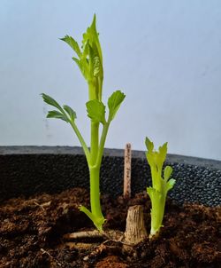 Close-up of plant growing on field