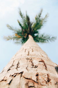 Low angle view of tree