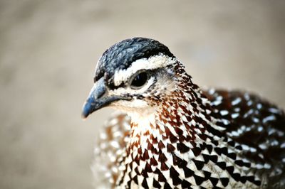 Close-up of bird