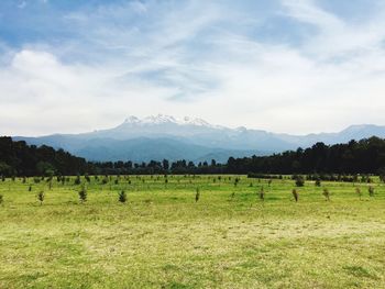 Scenic view of field against sky