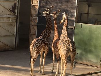 Giraffe in zoo