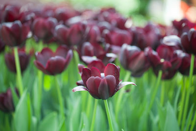 Close-up of red tulip flowers on field