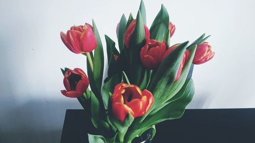 Close-up of red tulips