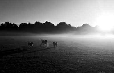 Dogs standing on field against sky during foggy weather