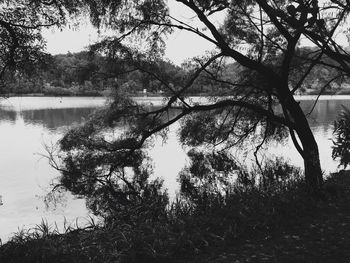 Reflection of trees in water