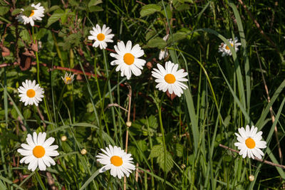 Close-up of white daisy flowers on field