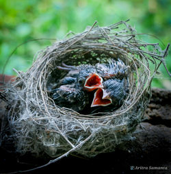 High angle view of bird in nest