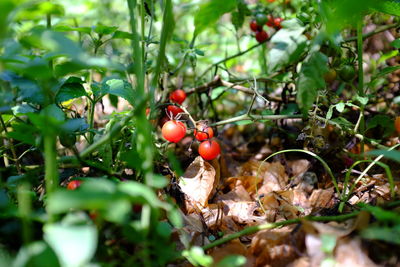 Close-up of red berries on tree