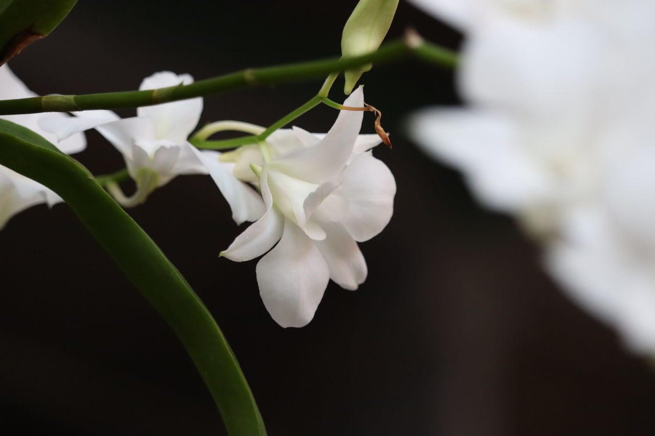 CLOSE-UP OF WHITE FLOWER