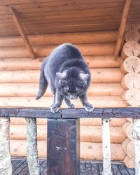 High angle view of a cat