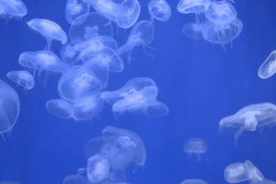 Jellyfish in sea