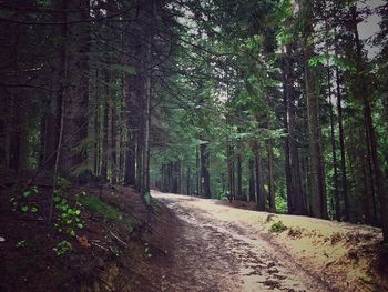 Road passing through forest