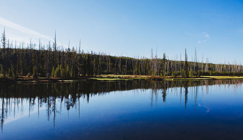 Reflection of trees in lake against blue sky