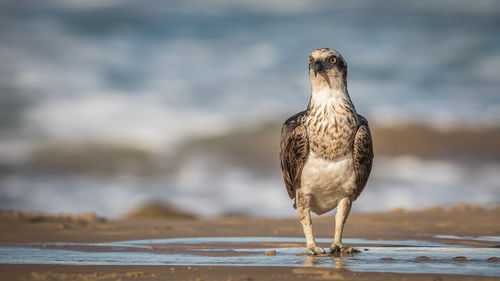 Seagull perching on a beach