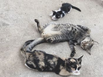 High angle view of cat resting