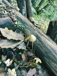 Close-up of mushrooms growing on tree trunk