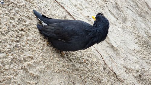 High angle view of bird perching on a field