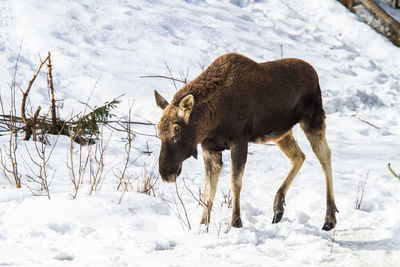 A beautiful wild moose in the winter