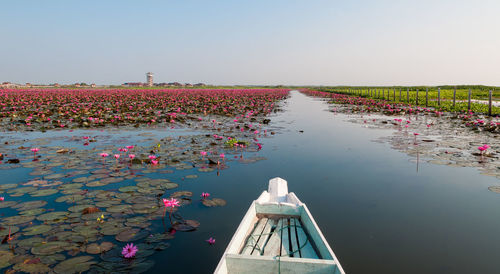 Flowers floating on water against clear sky