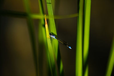 Close-up of insect on grass