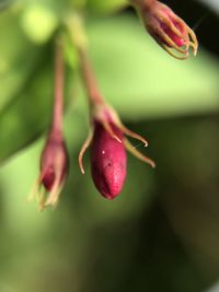 Close-up of red rose bud