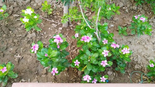 High angle view of flowers