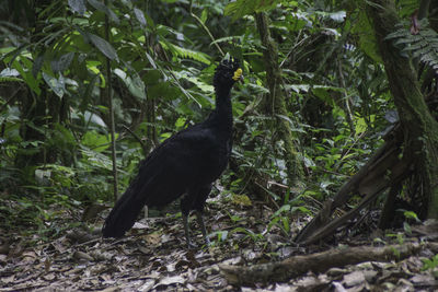 Black bird in a forest