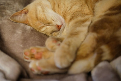 Close-up of cat sleeping