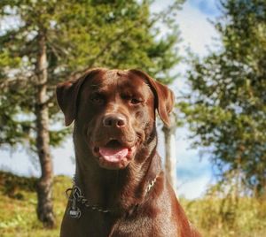 Close-up portrait of dog