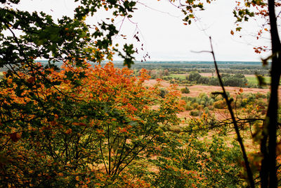 Trees and plants against sky during autumn