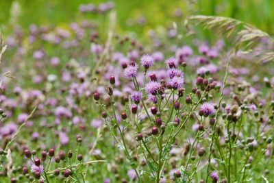 Close-up of purple flowering plant on field