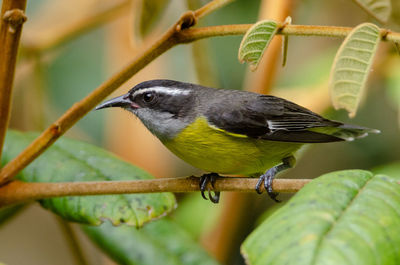 Close-up of bird perching on branch