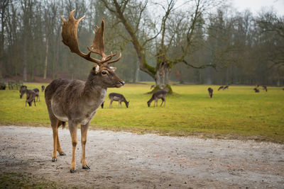 Deer on field