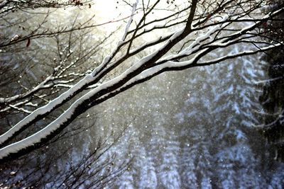 Scenic view of snow covered bare tree