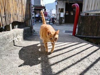 Dog standing on street