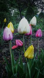 Close-up of tulips