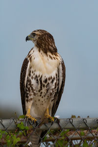 Red-tailed hawk looking to the side while perched on a fence.