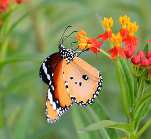 Close-up of butterfly pollinating on orange flower