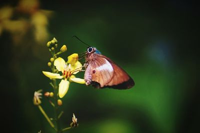 Close-up of butterfly on flower