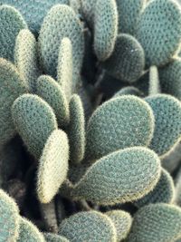 Close-up of succulent plant